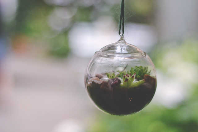 Miniature hanging terrarium