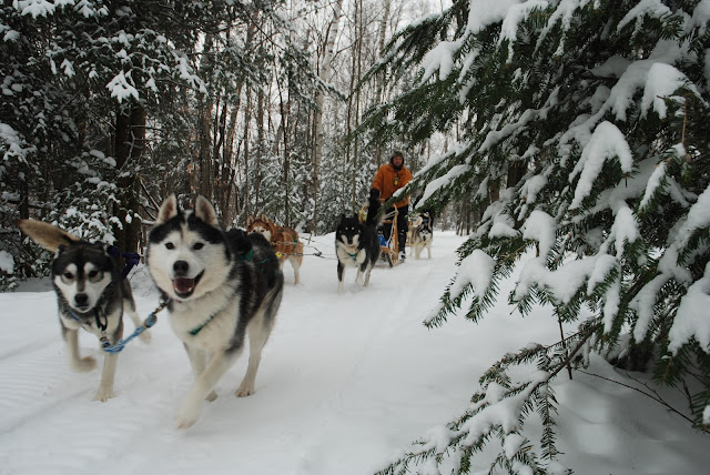 Rosie And The Three Siberian Huskies Rosie And The Three Siberian Huskies