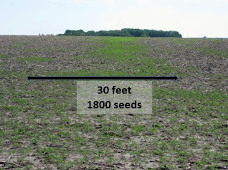 giant-ragweed-seed-spread-combine