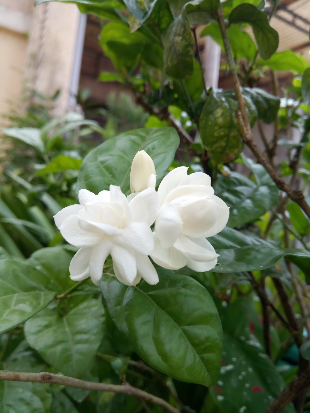 Garden Care Simplified some love stories never end! mogra showing