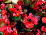 Begonia flowers red