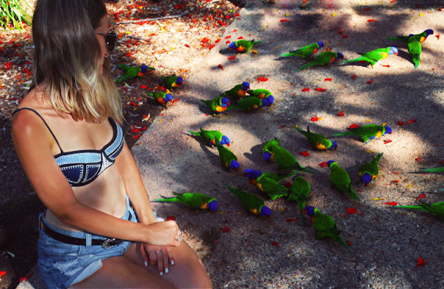 wild rainbow lorikeets magnetic island travel diary wild rainbow lorikeets magnetic island travel diary