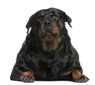 Übergewichtiger Hund Übergewichtiger Hund