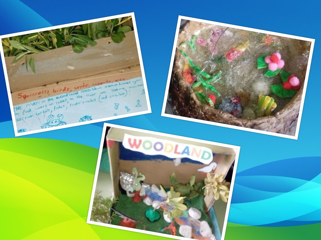 Made in England Shoebox Ecosystems