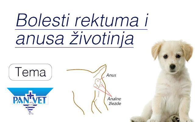 Bolesti rektuma i anusa životinja