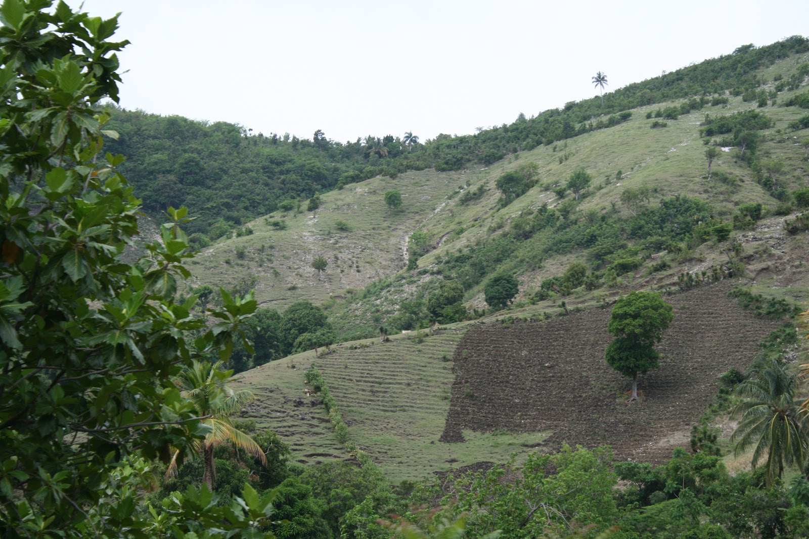 Vivre en Haïti au quotidien La déforestation en Haïti