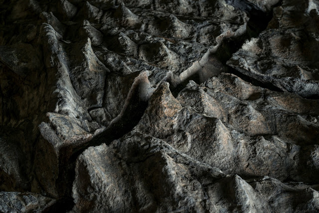 ‘Dinosaur mummy’ emerges from the oil sands of Alberta ‘Dinosaur mummy’ emerges from the oil sands of Alberta