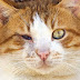When the cat goes blind - tips for dealing with it