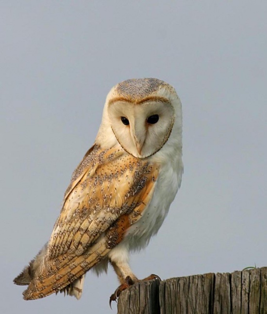 Barn Owl Beauty Of Bird