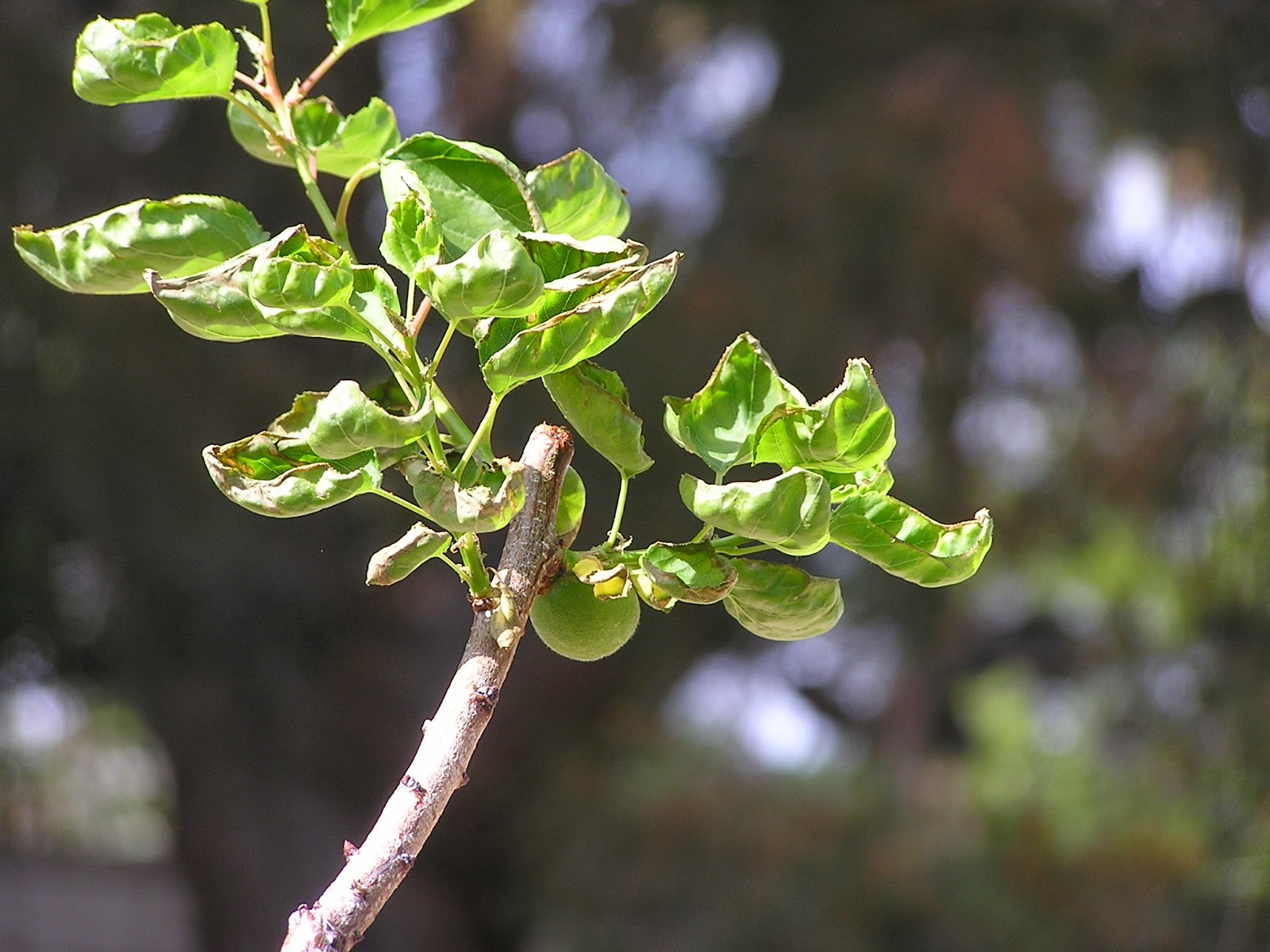 Xtremehorticulture Of The Desert Apricot Leaves Cupping And Dropping
