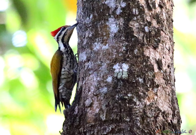 Vietnam natural history bird