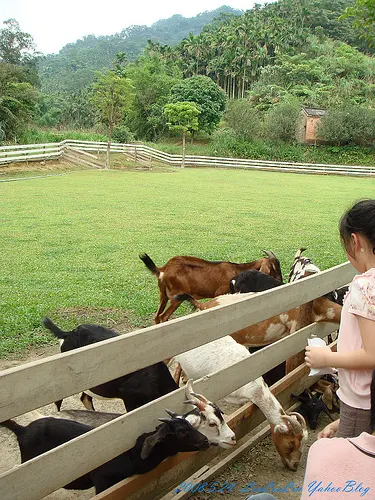皇后鎮森林|三峽景觀餐廳|賞螢-可愛動物園-烤肉露營