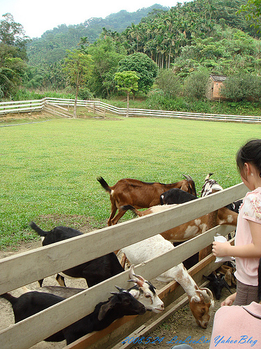 皇后鎮森林|三峽景觀餐廳|賞螢-可愛動物園-烤肉露營