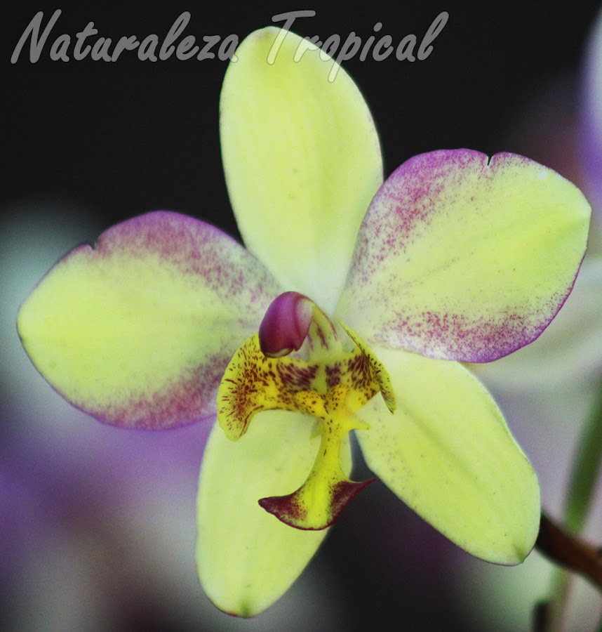 Híbrido de orquídea del género Spathoglottis 