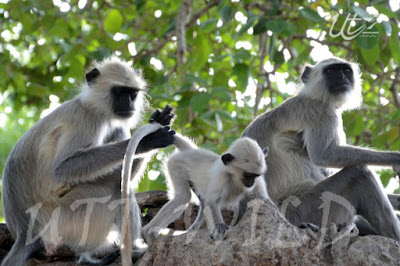 Manas National Park Manas National Park