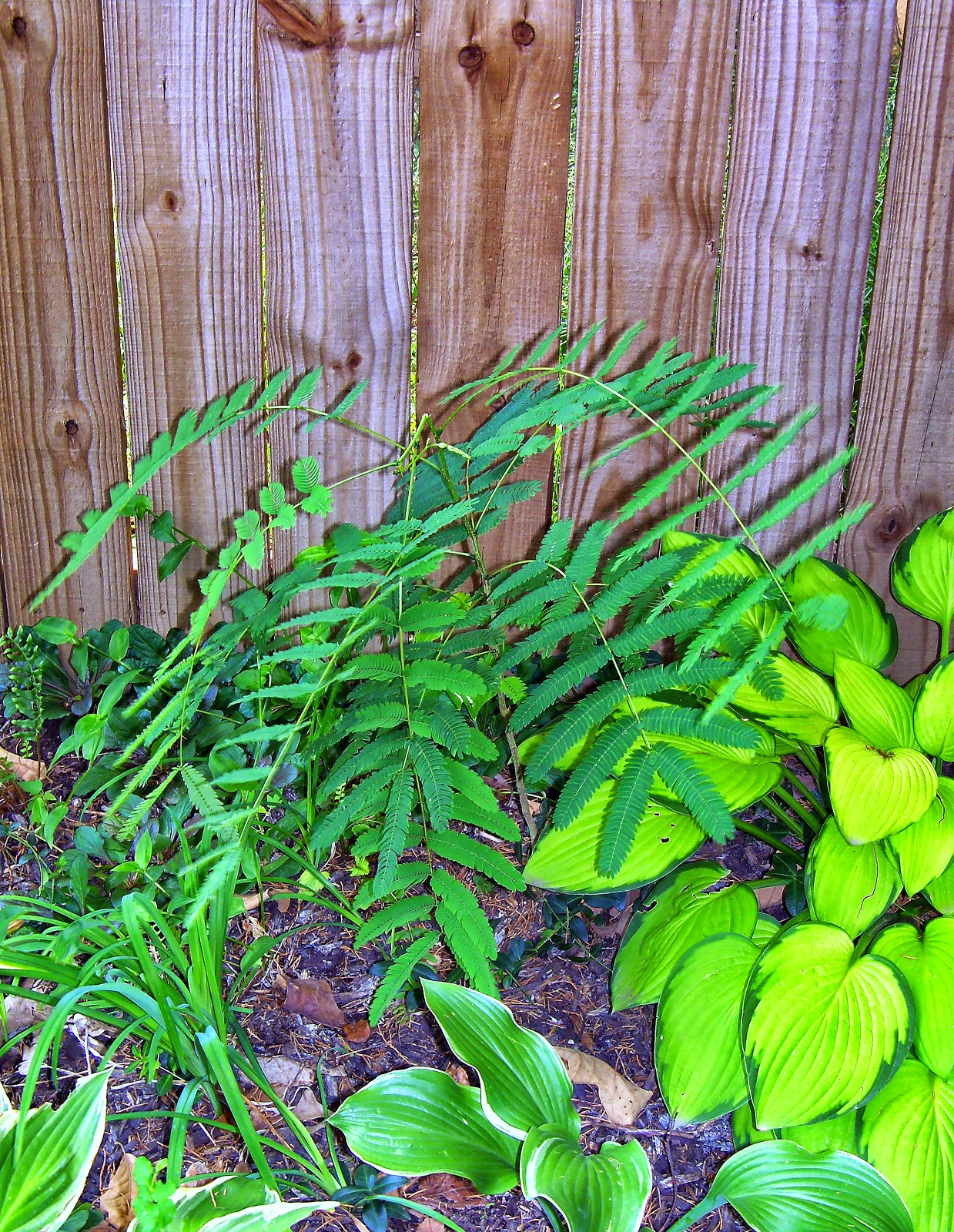 Yard and Garden Secrets Grow Persian Silk Tree from Seed