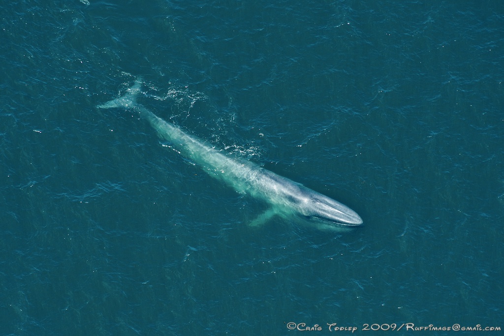 Mendonoma Sightings A magnificent Blue Whale, as photographed by