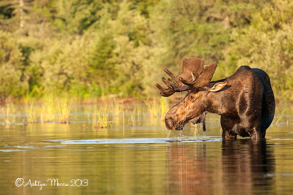 JJ Wildlife Photography Maine Moose in July