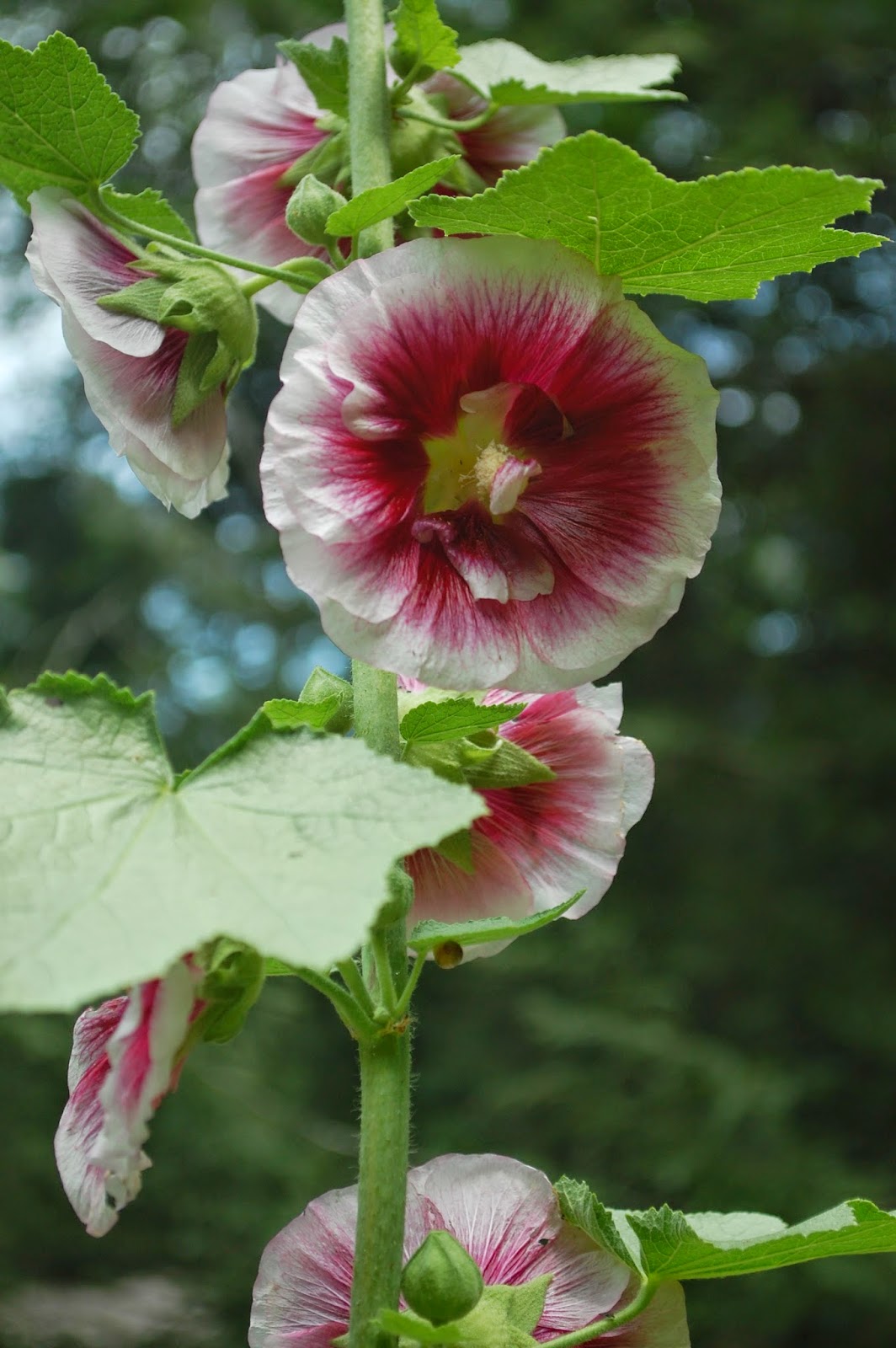 Sprouts Malva Zebrina and Creme De Cassis Hollyhocks