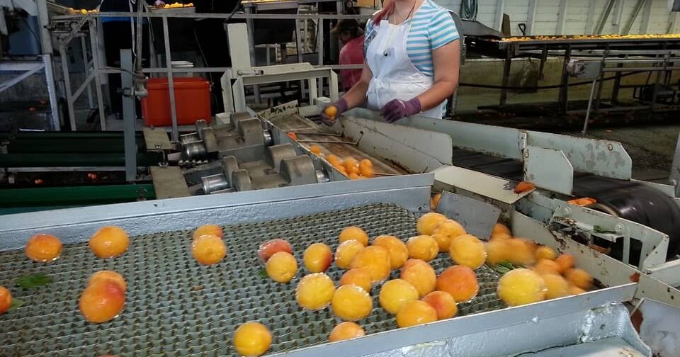 Junior Instructor Fruit and Vegetable Processing 366/2017 Answer Key 80