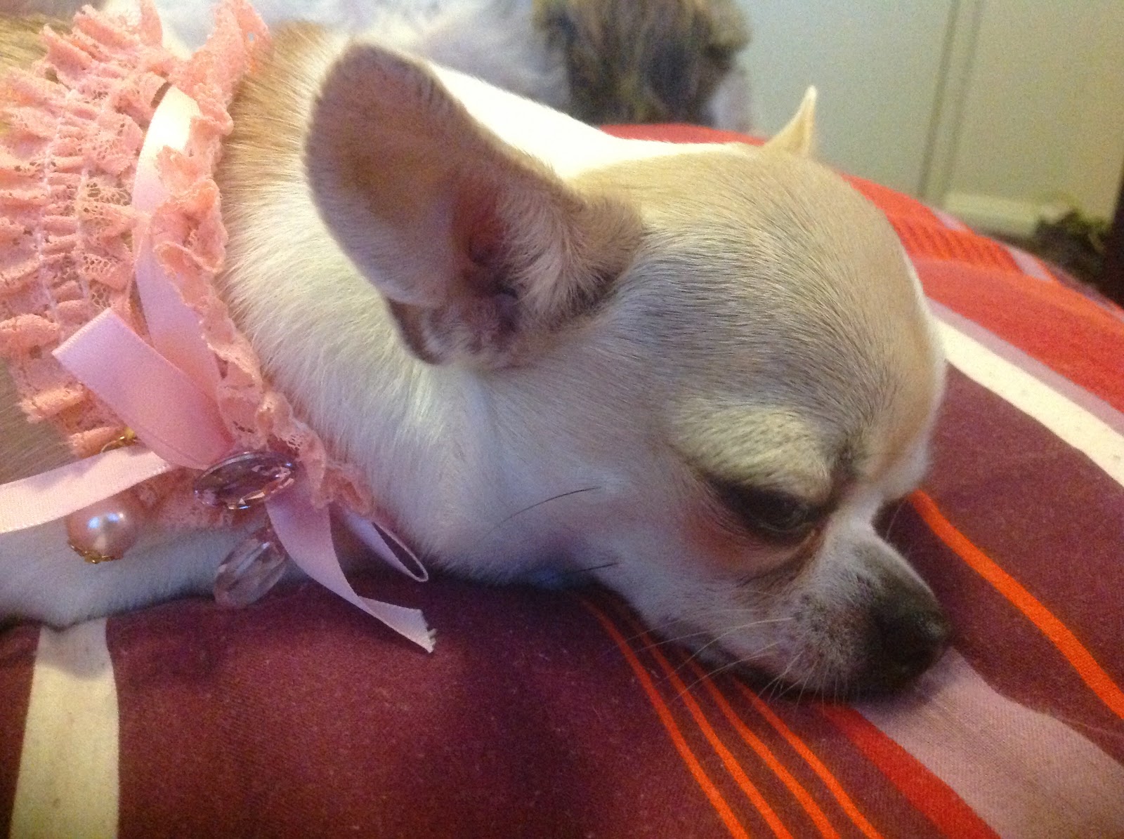 Miss Squeaks Truth About Dogs Miss Squeaks The Snoring Chihuahua Ten