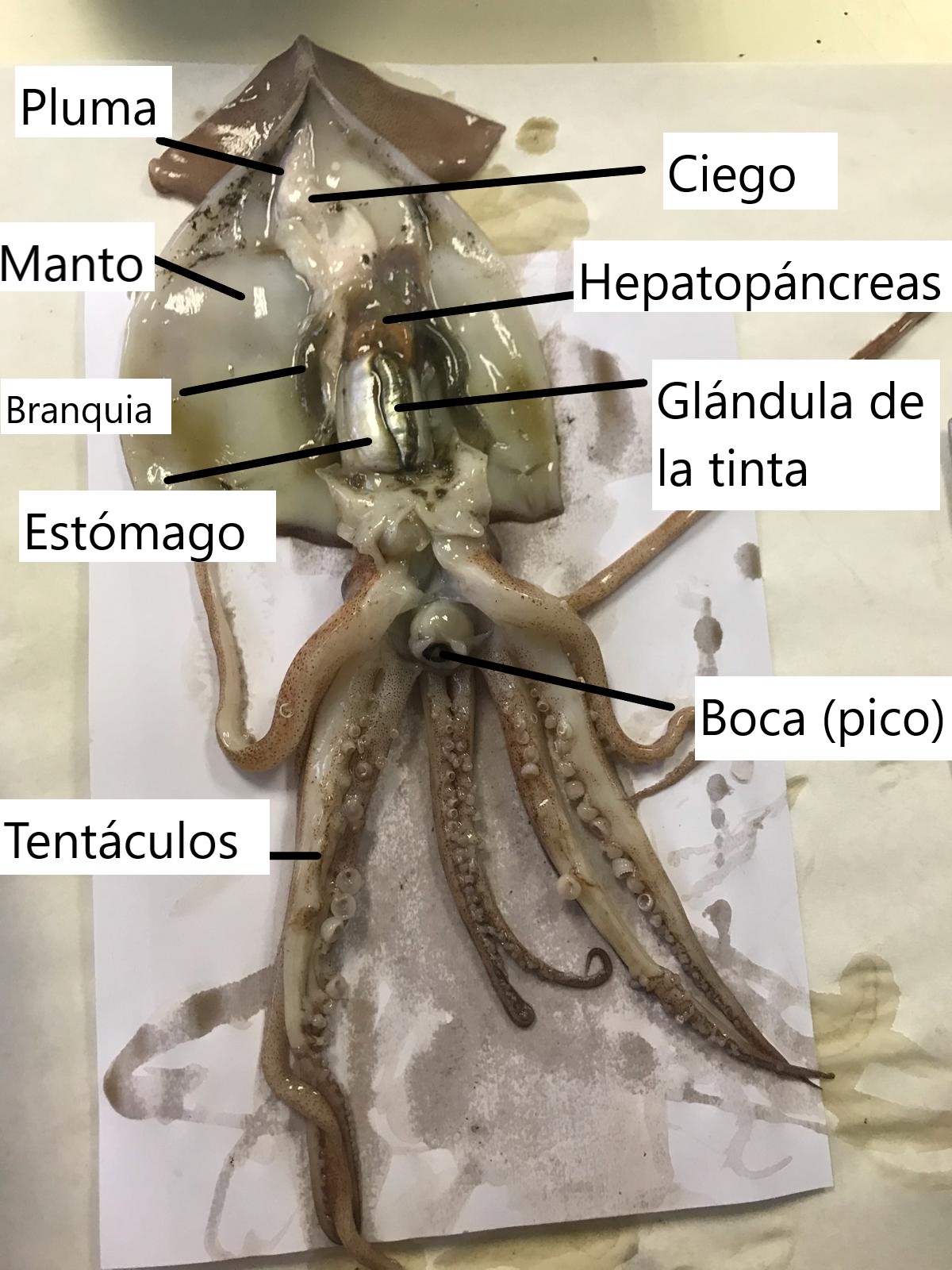 Biología y Anatomía