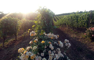 vigne monferrato
