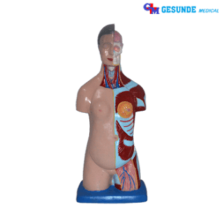 Torso Organ Tubuh Manikin Anatomi Organ Tubuh Wanita