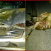MORRO DO CHAPÉU / Carro atropela animal na BA-052, próximo a Morro do Chapéu