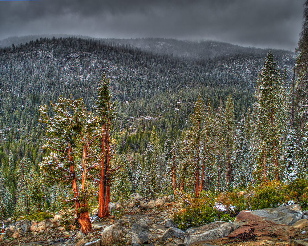 Rick Lamison Photography Snow Falling at Tioga Pass, Yosemite Park