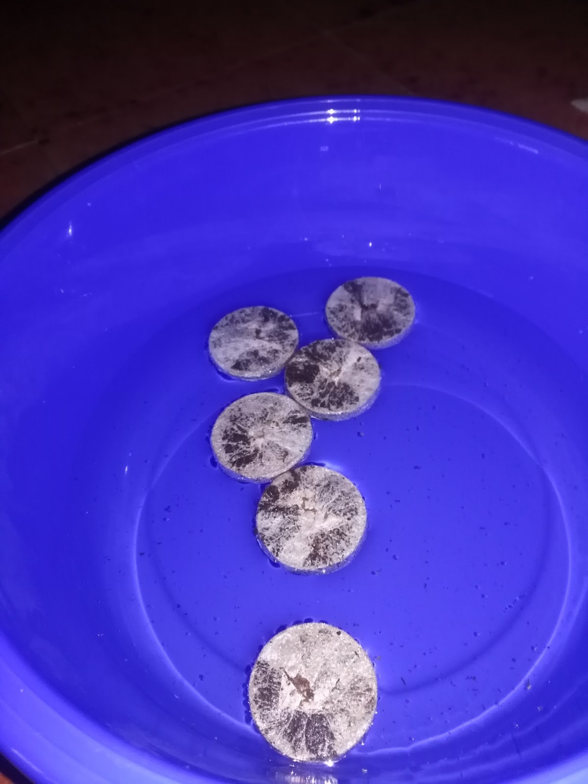 2 Istruzioni italiano Plant Theatre Bonsai Trio, Kit parte 2