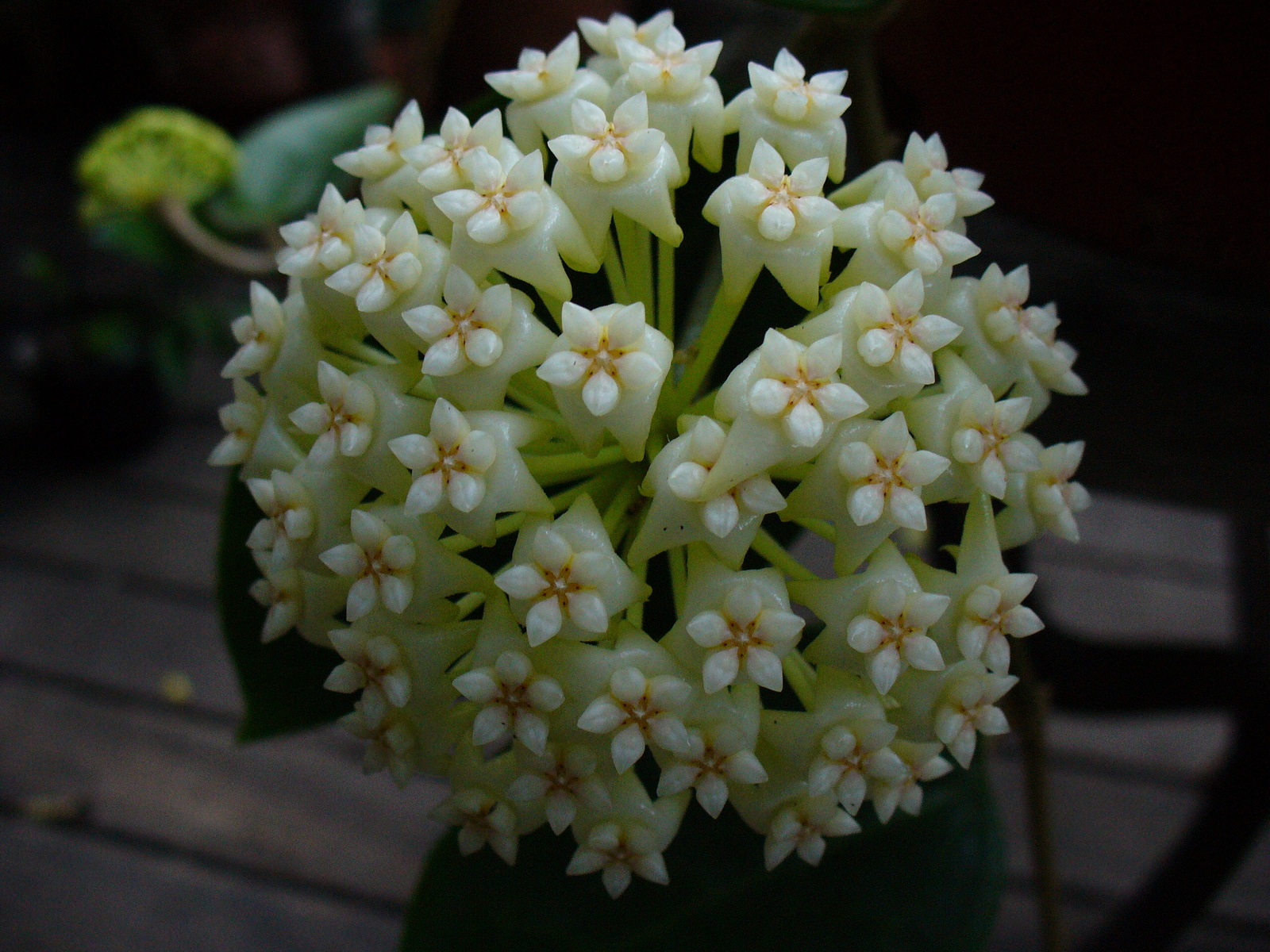 Хойя куртиси. Хойя merrillii. Хойя pottsii. Хойя Набаваненсис. Хойя линеарис.