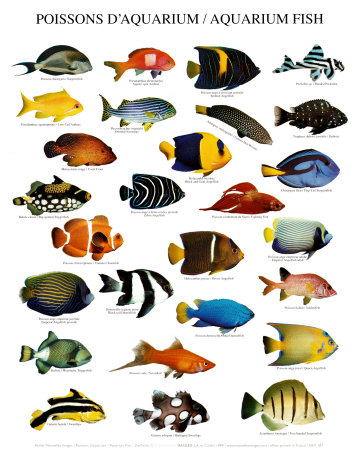 Fish,freshwater fish,saltwater fish,aquarium