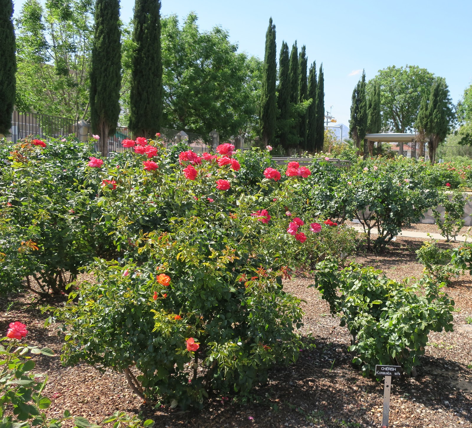 Living Rootless El Paso Municipal Rose Garden