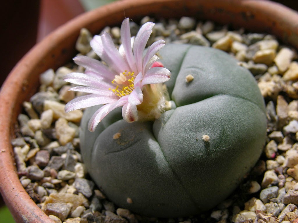 an analysis of the topic of the trimethoxyphenathylamine drug known as peyote Psychedelics research chemicals know about psilocybe serbica - psilocybe serbica is a very poorly known chemical analysis performed in 2010. an analysis of the topic of the trimethoxyphenathylamine drug known as peyote Psychedelics research chemicals know about psilocybe serbica - psilocybe serbica is a very poorly known chemical analysis performed in 2010.