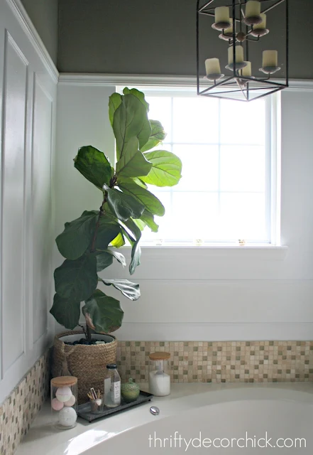 how to not kill the fiddle leaf plant