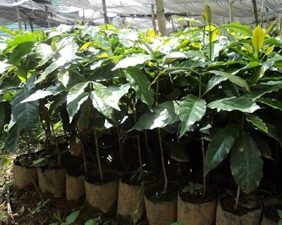 Budidaya Bibit Kopi Robusta, Budidaya Bibit Kopi Arabika Budidaya Bibit Kopi Robusta, Budidaya Bibit Kopi Arabika