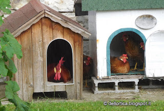gallina modenese gallina modenese nel giardino della fattoria didattica dell ortica a Savigno Valsamoggia Bologna vicino Zocca appennino