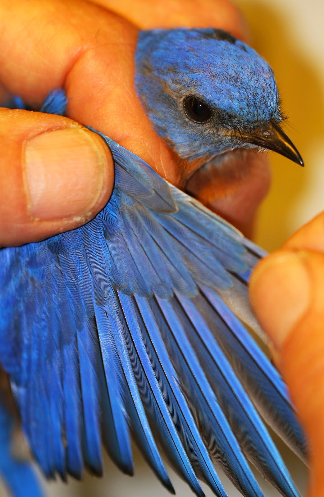 All of Nature: Bluebirds at Springbrook