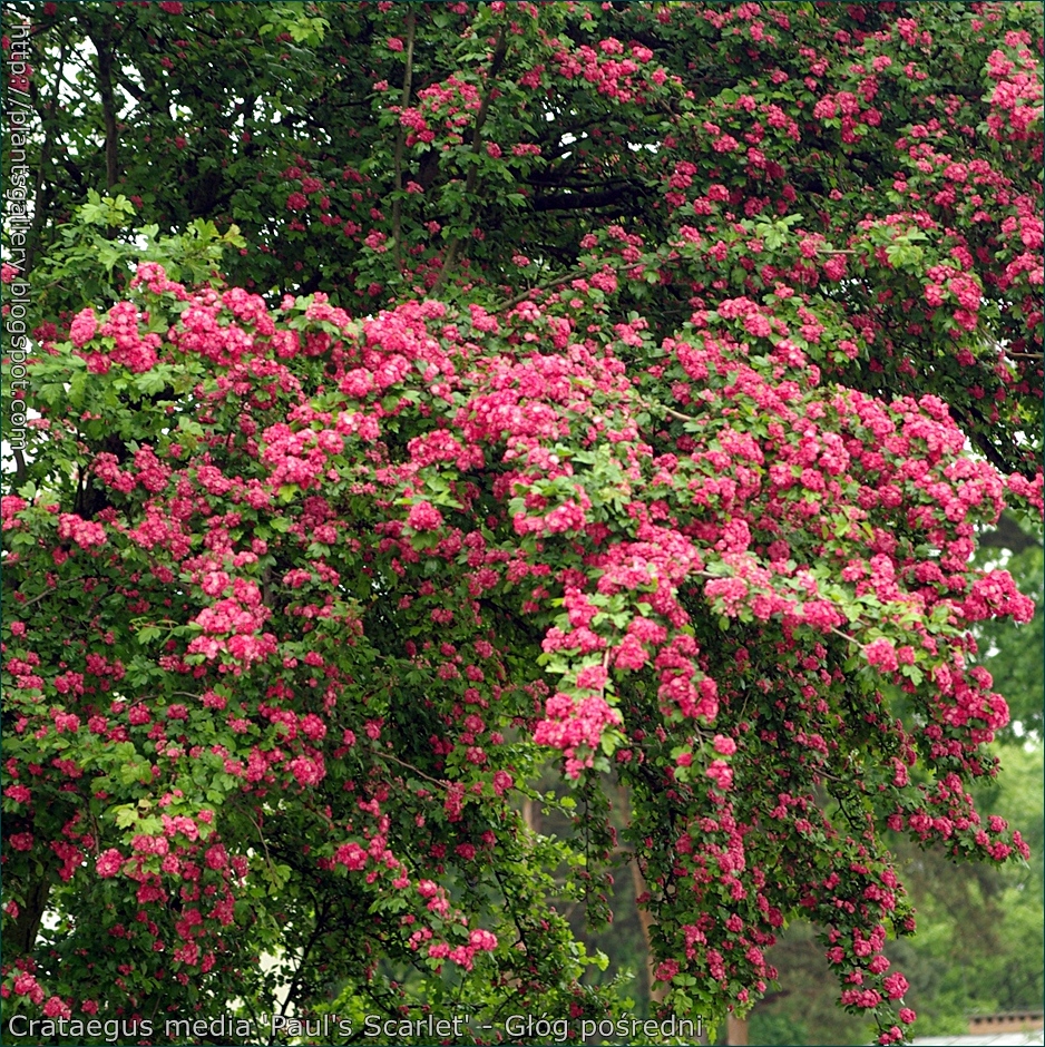 боярышник колючий полс скарлет. боярышник обыкновенный паулс скарлет. боярышник paul's scarlet. боярышник обыкновенный паулс скарлет. боярышник пол.