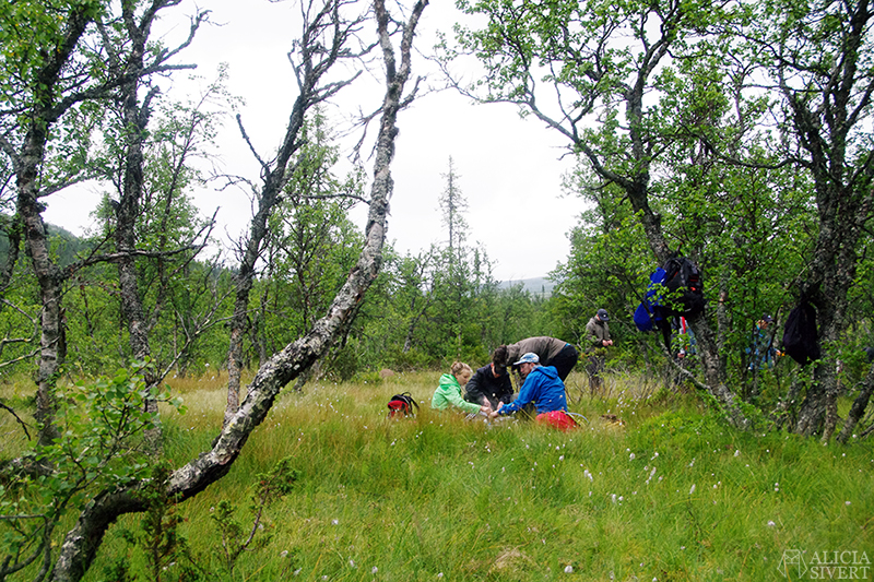 Hiking in Vemdalsskalet, Härjedalen. Photo by Alicia Sivertsson.