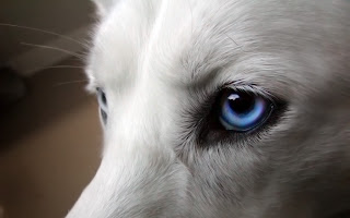 Wolves and Dogs