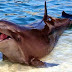 A Wholphin actually exists. It is half whale half dolphin.