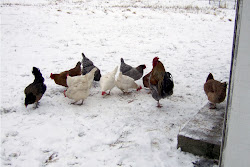 chickens chicken hens snow winter hardy coop buying should farm