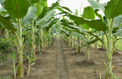 http://tipspetani.blogspot.com/2014/12/cara-budidaya-pisang-kepok.html