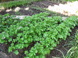 Frühkartoffelbeet im Frühjahr (C) by Joachim Wenk Frühkartoffelbeet im Frühjahr (C) by Joachim Wenk
