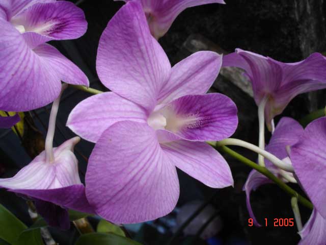 koleksi gambar  bunga  bunga  orkid 