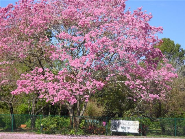 On The Brink Pink Tabebuia At Usf Botanical Gardens