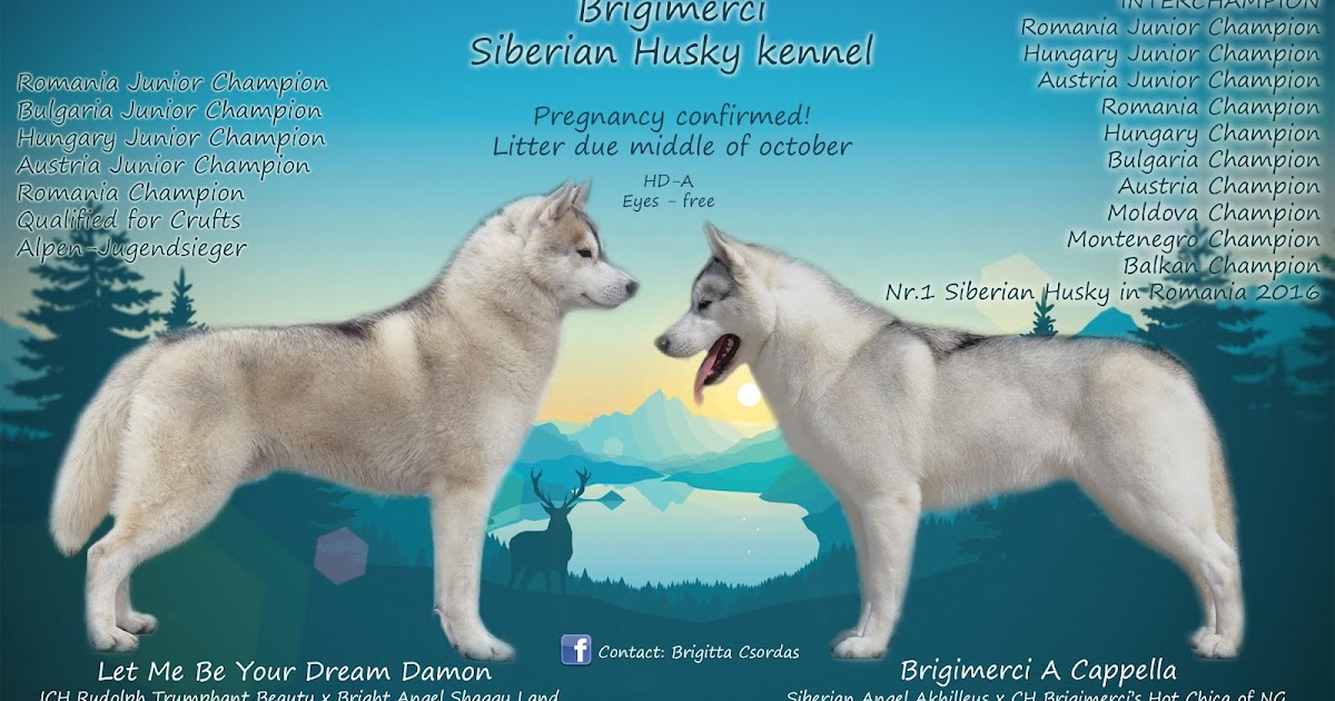siberian husky kennel