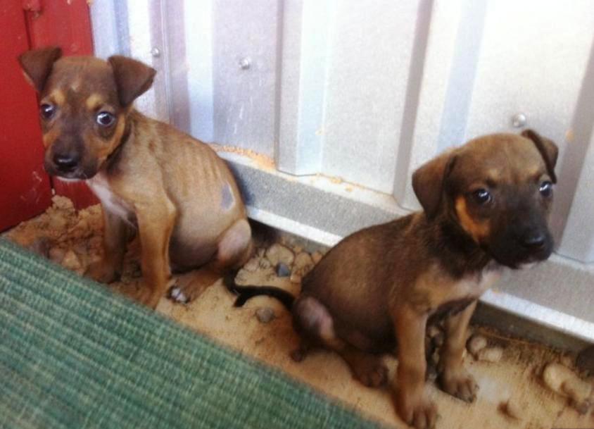 Barrio Dogs Rescued Puppies Need a Home